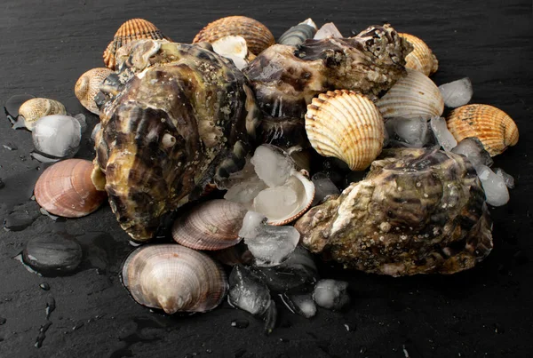 Frischfischer Fang Mit Austern Und Muscheln Auf Eis Rohe Weichtiere — Stockfoto