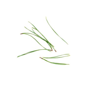 Beyaz arka planda izole edilmiş çam iğneleri yığını. Kuru ve yeşil kozalaklı ağaçlar iğne yapıyor.