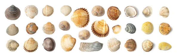 Kolorowe Seashells Collection Izolowane Białym Tle Top View Zestaw Brązowych — Zdjęcie stockowe