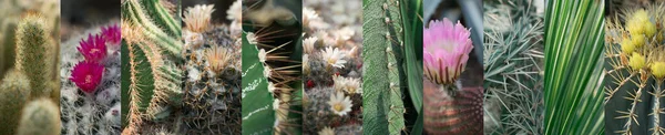 Varios Cactus Collage Colección Diferentes Cactus Mezcla Cactáceas Espinosas Surtido —  Fotos de Stock