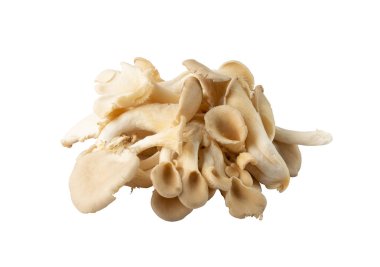 Beyaz arka planda çiğ istiridye mantarı. Taze pleurotus ya da deniz kulağı mantarları kapatın.