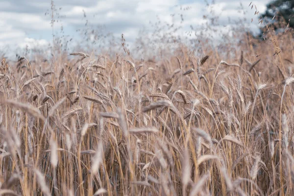 Fundo Textura Campo Trigo Com Orelhas Maduras Paisagem Campo Dourado — Fotografia de Stock