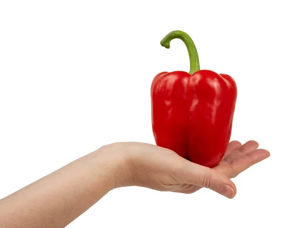 Voller Paprika Oder Roter Paprika Der Hand Isoliert Auf Weißem — Stockfoto