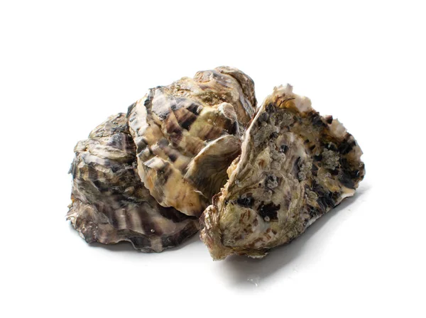 新鲜的封闭的牡蛎被白色的背景隔离 生法国牡蛎软体动物 贝类或贻贝 — 图库照片