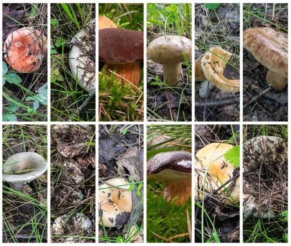 Collage Champignons Comestibles Sauvages Collection Photos Chasse Aux Champignons Russula — Photo