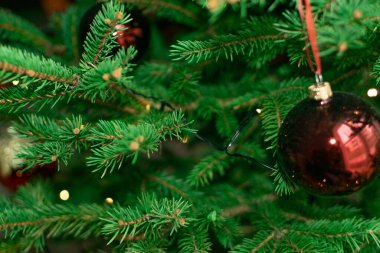 Bulanık Noel ladin desenli arka plan. Doğal yeşil defocus deseni, verimli köknar dalları, Xmas çam dalları, yeni yıl filizi ve noel topu.