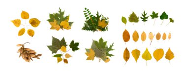 Beyaz arka plan düzlüğü ve üst manzara üzerinde kuru yapraklar veya ikebana izole edilmiş. Sarı ve yeşil sonbahar yaprak koleksiyonunun stüdyo fotoğrafı