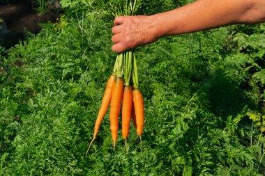 Mutfak bahçesinde havuç hasadı. Havuç çiftçilerin elinde, organik sebze hasadı, toplayıcılık.