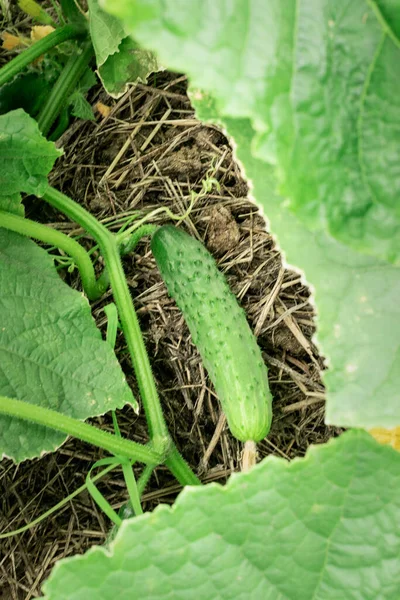Young Green Cucumber Garden Top View — Stock Photo, Image