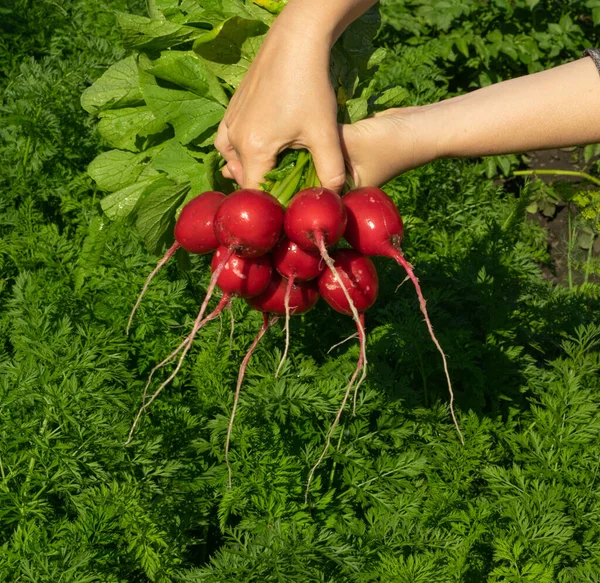 Cosecha Rábano Ecológico Huerta Ramo Raíces Sucias Manos Agricultores Cultivo — Foto de Stock