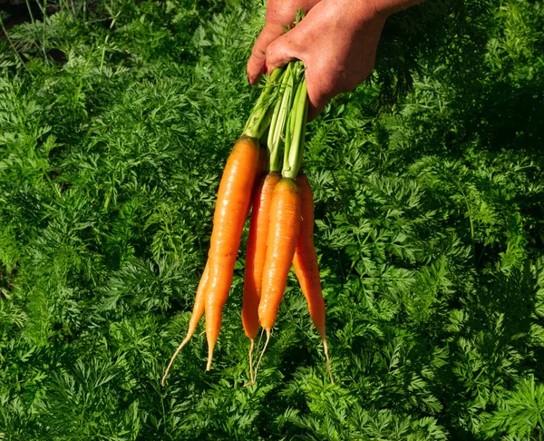 キッチンガーデンでのエコニンジンの収穫 農家の手にニンジンの束 有機野菜作物 ピッキング — ストック写真