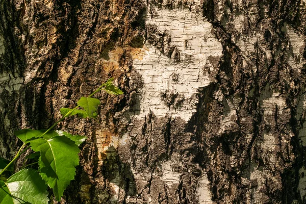 Natural Relief Rough Bark Texture Old Birch Nature Forest Pattern — Stock Photo, Image