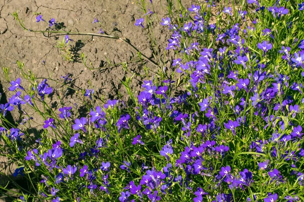 夏の庭で青紫色のロベリアの花 ロベリア エリヌス エッジングロベリアの天然サファイアの花 — ストック写真