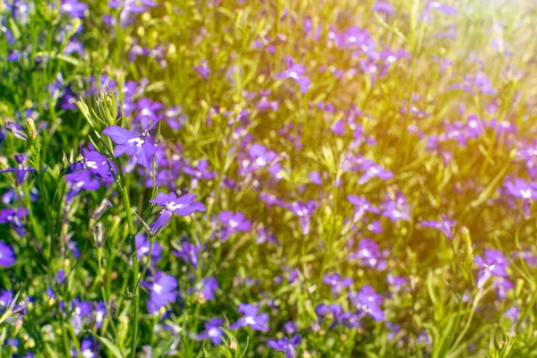 Blauviolette Lobelien Blühen Sommergarten Lobelia Erinus Einfassung Lobelia Natürliche Saphir — Stockfoto