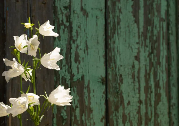 Campanula Persicifolia Flores Descascamento Velho Fundo Parede Madeira Padrão Textura — Fotografia de Stock