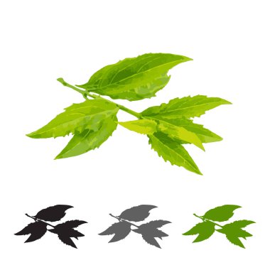 Genç dal izole edildi. Beyaz arkaplanda açık yeşil yapraklı bahar ağacı dalı, vektör illüstrasyonu