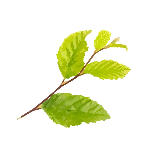 若い枝は孤立した 春の木の小枝白い背景に薄緑色の葉 ベクトルイラスト — ストックベクタ
