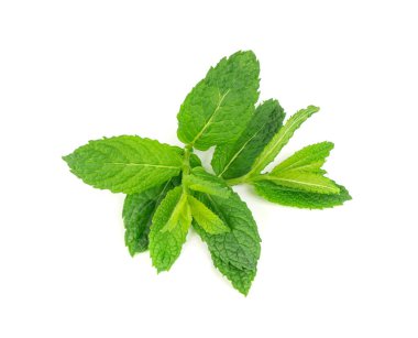 Nane dalları izole edilmiş. Nane filizi, taze mentha sapı, yapraklı yeşil nane dalı, beyaz arka planda nane filizleri.