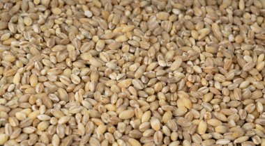 İnci arpa taneleri dokulu arka plan. Çiğ soyulmuş tahıl düz döşeme deseni, organik inci arpa duvar kağıdı