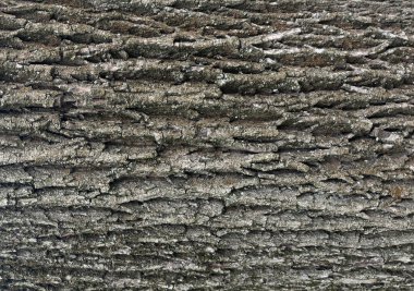 Eski ağaç kabuğu dokusu. Doğal ahşap yüzey deseni, eski ağaç derisi. Sert kahverengi eko malzeme yakın çekim, grunge yıpranmış arka plan