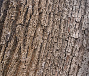 Eski ağaç kabuğu dokusu. Doğal ahşap yüzey deseni, eski ağaç derisi. Sert kahverengi eko malzeme yakın çekim, grunge yıpranmış arka plan