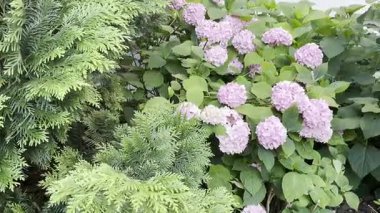 Ortanca Çiçekleri, Çiçek açan Pembe Hortensiya, Ortanca Paniklemesi Çiçek Başları Kapanış, İnfloresans, Çiçek Bulutları Güzel Yaz Bahçesi desenli desen