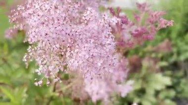 Filipendula yakutunun pembe çiçekleri, kırların kraliçesi pembe çiçek açan bulutlar. Bahçede güzel renkli çayır çiçekleri, bahçede yabani çiçekler.