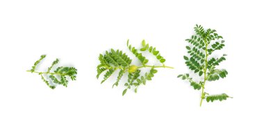 Taze nohut yaprakları ve kabuklar izole edilmiş. Baklagil bitkisinin yeşil filizleri ve dalları, beyaz arka planda taze nohutlar.