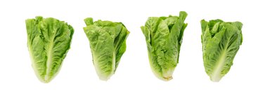 Bir romaine marul salatası izole. Çünkü yeşil yapraklar, taze salata başı, beyaz arka planda çiğ lahana, sağlıklı Roma salatası üst görünümü.
