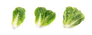 Romaine marul salatası yaprakları yalıtılmış. Çünkü yeşil yapraklar, taze romaine salatası, beyaz arka planda çiğ romaine lahanası, sağlıklı Roma salatası üst görünümü.