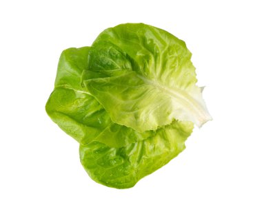 Romaine marul salatası izole edilmiş. Çünkü yeşil yapraklar, taze salata başı, beyaz arka planda çiğ lahana, sağlıklı Roma salatası üst görünümü.