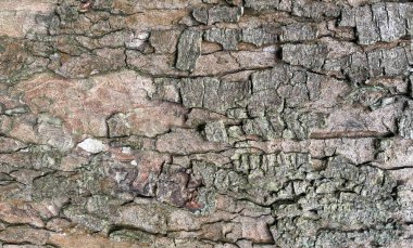 Eski ağaç kabuğu dokusu. Doğal ahşap yüzey deseni, eski ağaç derisi. Sert kahverengi eko malzeme yakın çekim, grunge yıpranmış arka plan