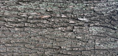 Eski ağaç kabuğu dokusu. Doğal ahşap yüzey deseni, eski ağaç derisi. Sert kahverengi eko malzeme yakın çekim, grunge yıpranmış arka plan