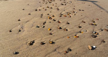 Deniz kıyısında kehribar taşları. Kehribar taşları Baltık kıyılarında arama yapıyor, kumda altın fosilleşmiş ağaç reçinesi kristalleri, suda kopal, kıyı şeridinde süksinit güneş taşı