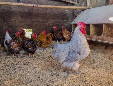 Büyük gümüş bir horoz kırsal bir ahşap kümeste renkli tavukların arasında duruyor. Güneş ışığı küçük bir açıklıktan girer, sakin bir çiftlik havası ve doğal dokular yaratır..