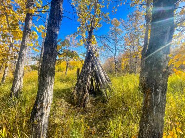 Güneşli bir sonbahar açıklığında ince huş gövdeleri, altın otlar ve yıpranmış dallardan inşa edilmiş bir kır çadırı yer alır. Huzurlu manzara, açık hava keşiflerini, doğa dalgıçlığını ve ormanlık alanda basit bir barınağı çağrıştırıyor..