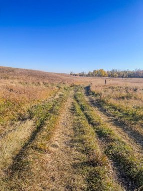 Kırsal bir toprak yol, açık alanı, sonbahar ışığını ve huzurlu bir kırsal atmosferi kaplayan açık mavi gökyüzünün altındaki altın çayır boyunca esiyor..