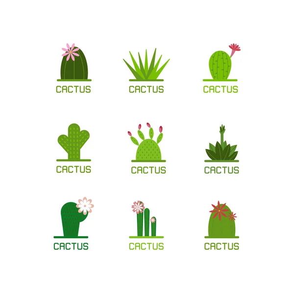 etli bitki ve kaktüsler