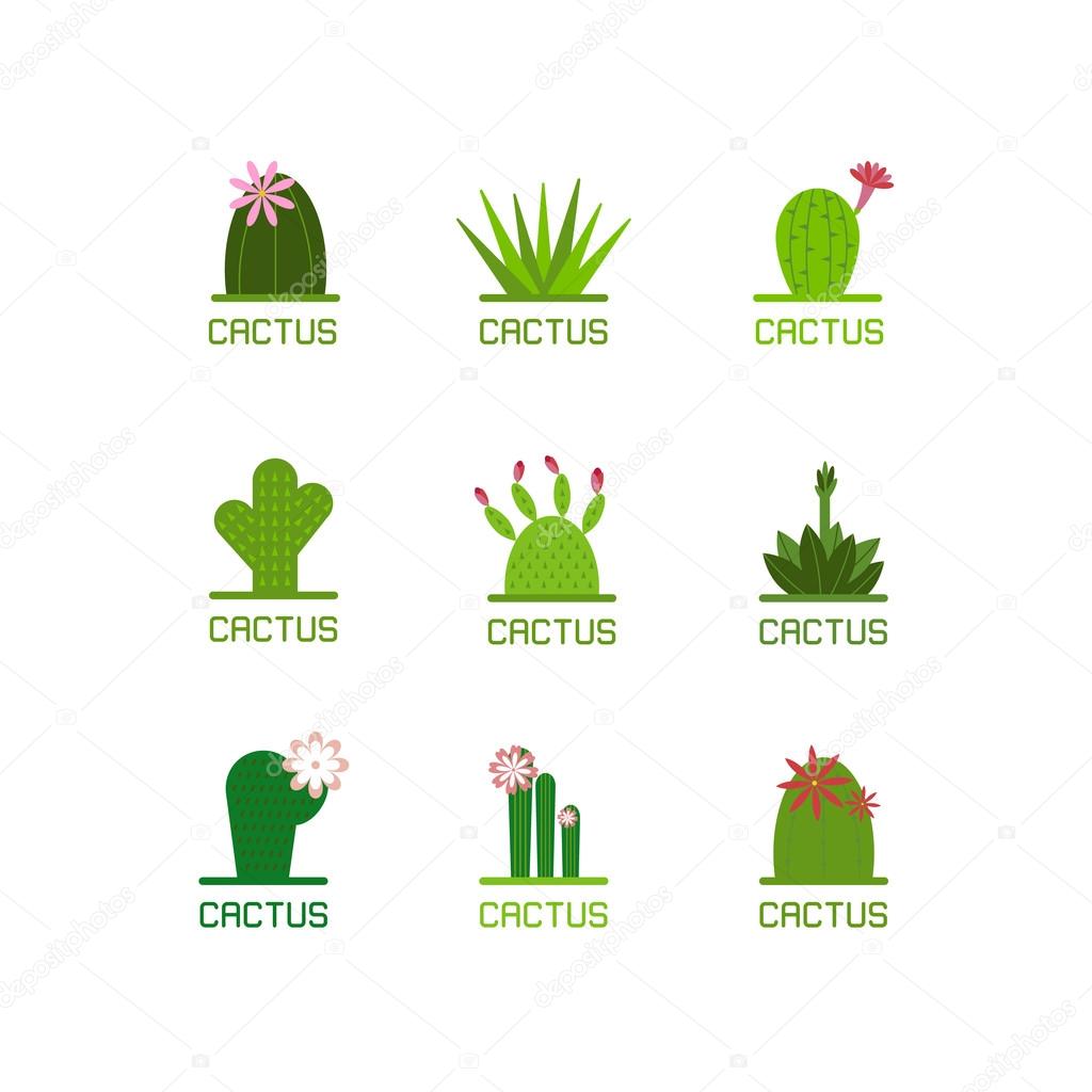 succulent plants and cactuses