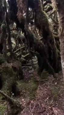 Ormanın güzel manzarası