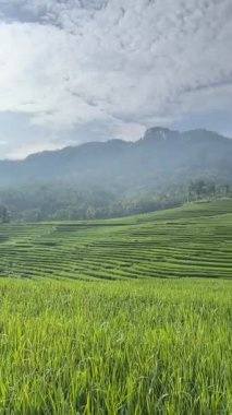 dağlarda yeşil pirinç