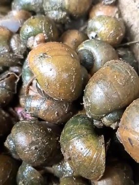 Yavaş Salyangozlar Islak Bahçeler boyunca süzülüyor