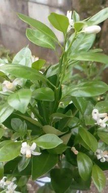 Güzel Çiçekler Bahar Günlerini Parlatıyor