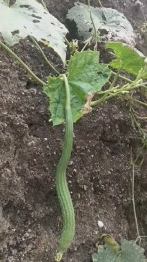 Taze sebzeler sağlıklı topraklarda yetişir.