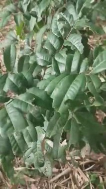 Hafif Esinti Yalnız Ağacı Sallıyor