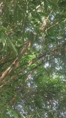 Uzun Bambu Sapları Rüzgarda Sallanıyor