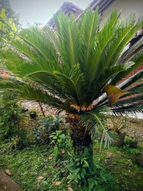 Tropikal palmiye, bitki ve yapraklar