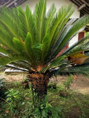Bahçedeki palmiye ağacı