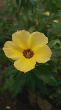 Güzel Çiçekler Bahar Günlerini Parlatıyor