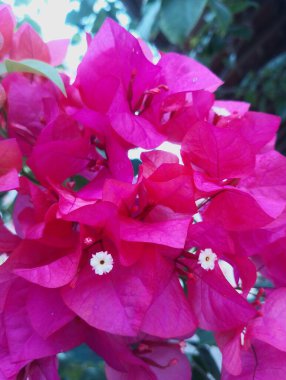 Bahçede pembe orkide çiçeği